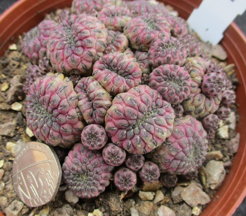 Rebutia rauschii beautifully - rauschii,