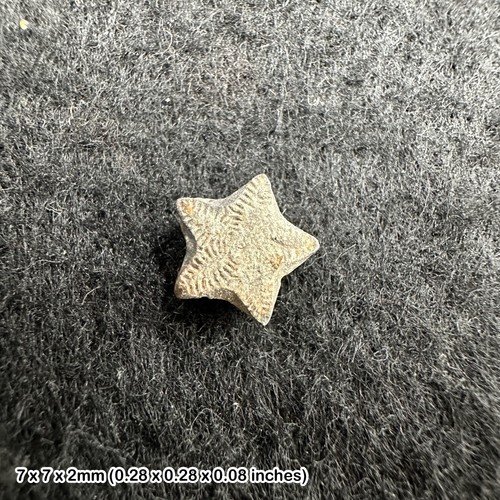 Crinoid star fossil tidmoor - star,