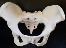 New Boxed Balacoo Life Size