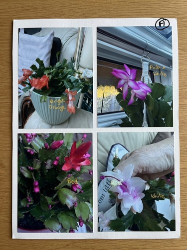 Schlumbergera rooted - 4, tg,