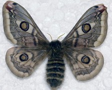 🦋 Emperor Moth (Saturnia