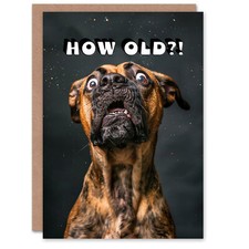 Birthday Card Shocked Boxer