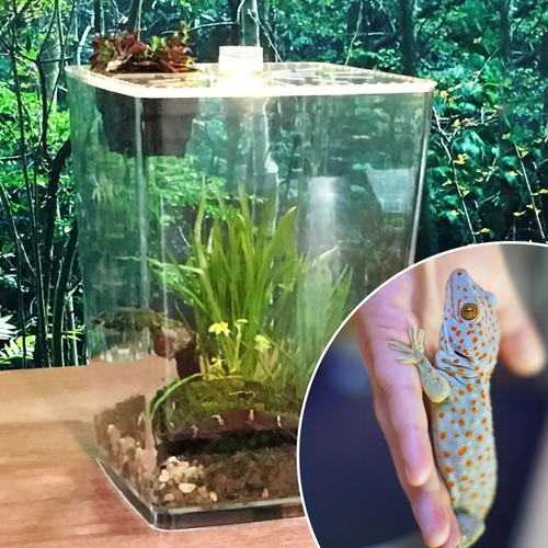 Large acrylic reptile - large,