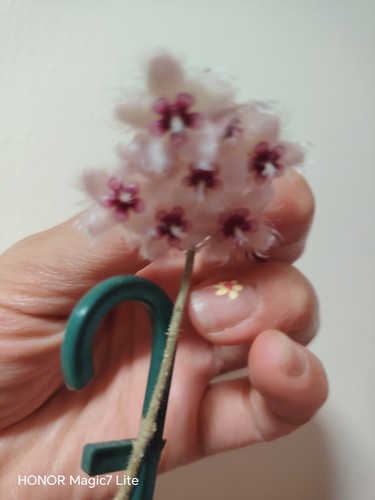 Rare unusual hoya - rare,