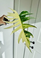 Rare?Philodendron Tortum Hybrid Variegated One Big Leaf Rooted Active Node