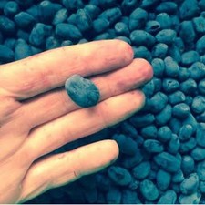 1  Indigo Gem Honeyberry