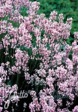 10 Lavendula angustifolia ROSEA 'Pink Perfume' LAVENDER MEDIUM PLUG PLANTS - HP