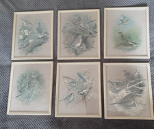 6 x Vintage BASIL EDE Bird Prints - Cream Gold Frames with Glass