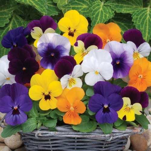 Viola sorbet mixed - sorbet, and