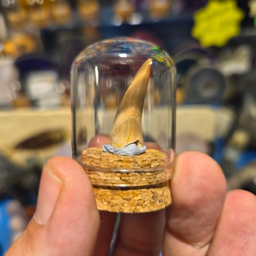 Mosasaur tooth display - tooth,