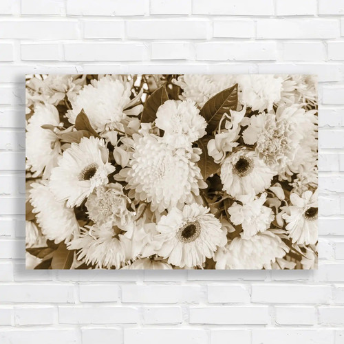 White chrysanthemum flowers - white,