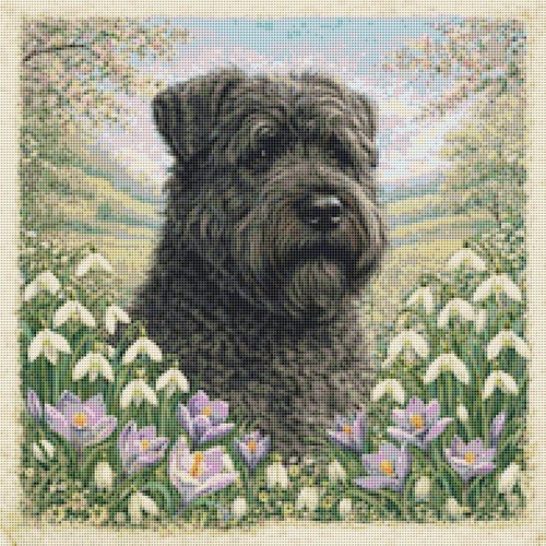 Bouvier des flandres puppy - bouvier, dog