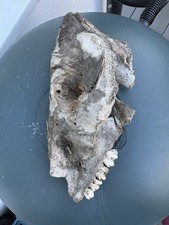 Small British Pig Mammal Skull Taxidermy Sold As Seen