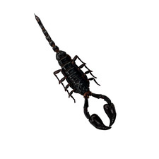 Taxidermy Scorpion