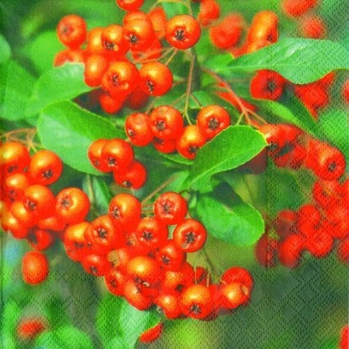 Firethorn bright red berries - firethorn,