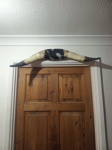 Large taxidermy bull horns - taxidermy,