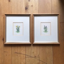 Caroline A Hughes Signed Pair Botanical Floral Ltd Edt Etching Prints Framed