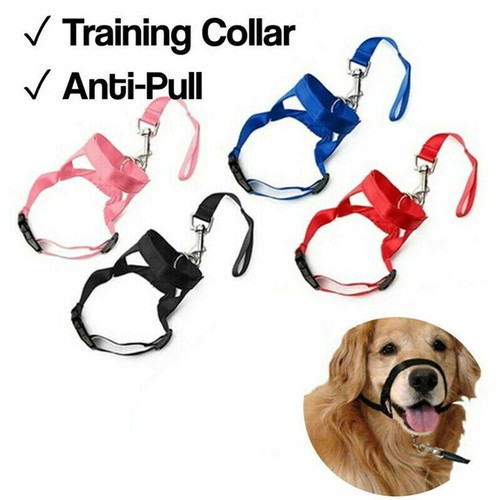 Nylon dog training - training, head
