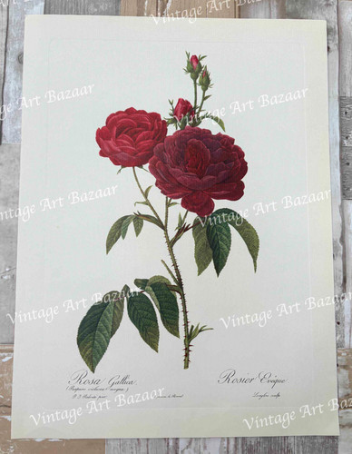 Red rose rosa gallica - red, by