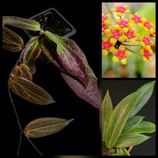 Hoya Soligamiana, Fragrant