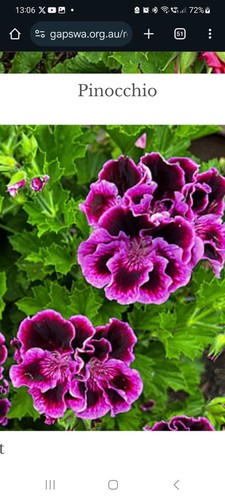 Pelargonium rembrandt - pelargonium,