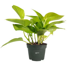 Pothos Neon Live Indoor Plant