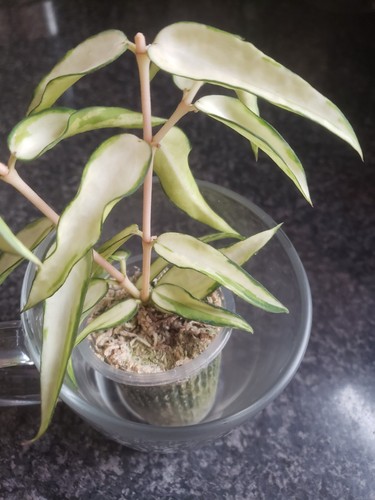 Hoya burmanica variegated - hoya,