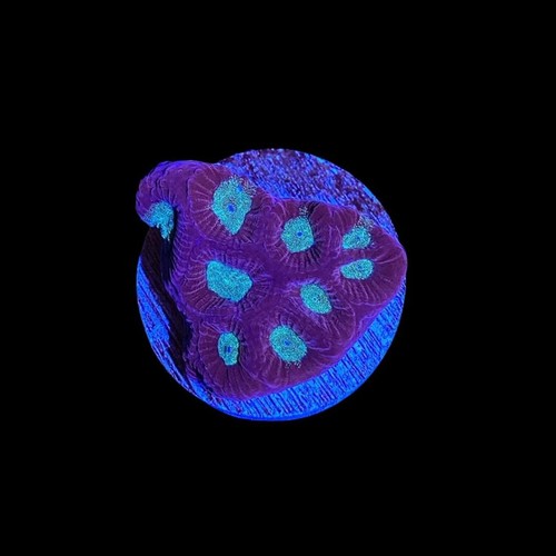 Deep hypno favia coral - favia,