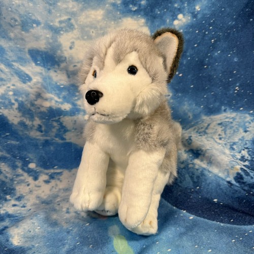Lapland siberian husky - lapland, uk