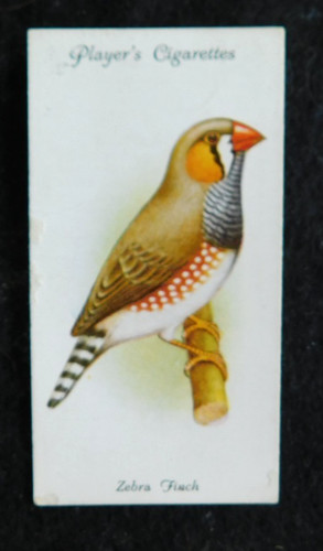 Zebra finch john players - finch,