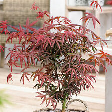 Acer palmatum Starfish - Japanese Maple | Large Outdoor Garden Ready Tree in Pot