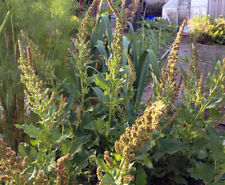 Good King Henry (Chenopodium bonus-henricus)   100 seeds