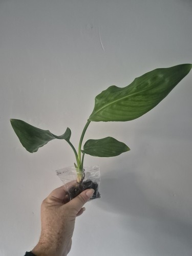 Strelitzia reginae bird of - |,