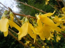 2 x Forsythia intermedia