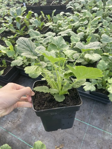Geum lady stratheden pot - stratheden, 1l