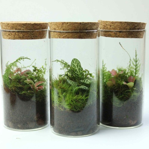 Fittonia terrariums - (3, pack)