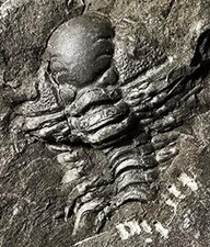 British CHEIRURID TRILOBITE