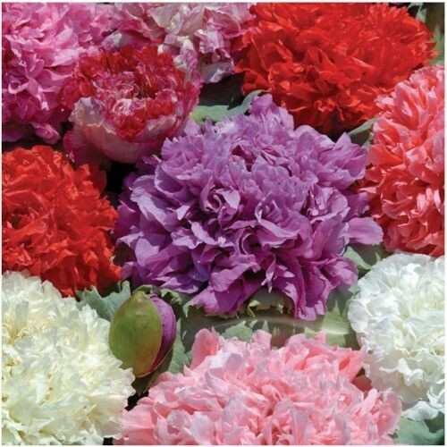 1200 seeds poppy double mix - 1200,