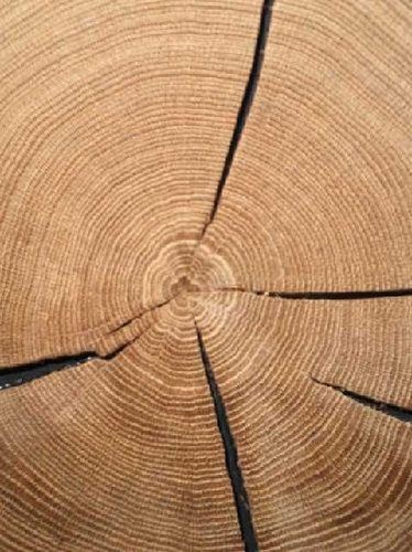 Oak end grain tree slice