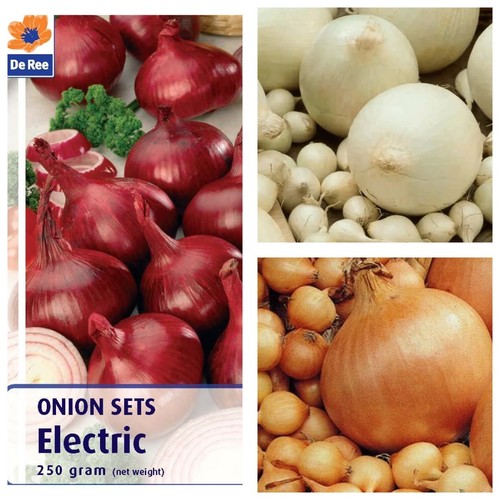 Onion sets many varieties - sets,