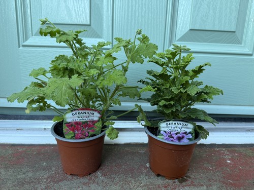 Scented leaf pelargonium - x,