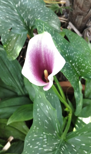 3 zantedeschia - 🌟🌟🌟3,