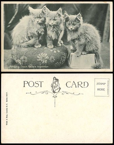 Cats kittens putting their - 3,