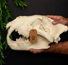 XL African Lion Skull Replica | 42cm | Life-Size 3D Print | Bone Display