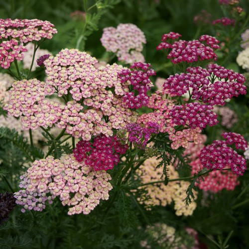 Achillea summer pastels - summer,