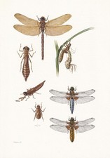 1960 DRAGONFLY Print - Vintage Insect Wall Art - 7.5 x 10.6 Inches