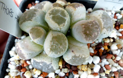Hermetic lithops seeds - lithops,