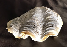 Complete Ruffled Clam Seashell