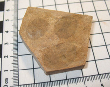 Cambrian Mount Simon soft body