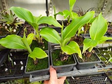 Ensete glaucum - 9 cm Pot Snow